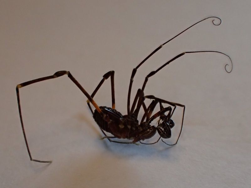 細川家の屋久島ライフ オオアカザトウムシ