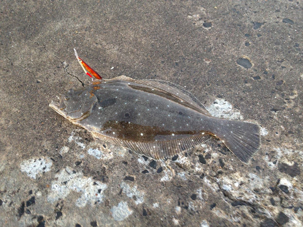 26 10 19 ヒラメ釣り その１ 三沢サーフ 青森県三沢市 風まかせ By ホソヤン