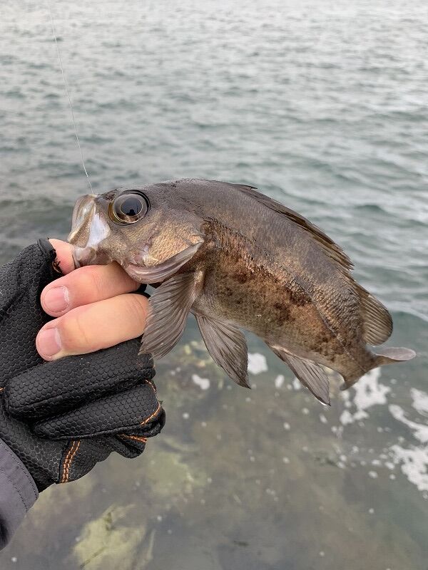 2 8 25 ロックフィッシュ釣り 青森県むつ市 風まかせ By ホソヤン