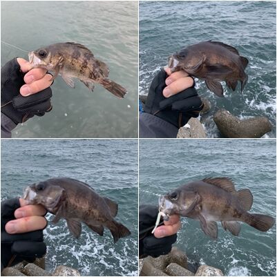 2 7 17 ロックフィッシュ釣り 青森県むつ市 風まかせ By ホソヤン