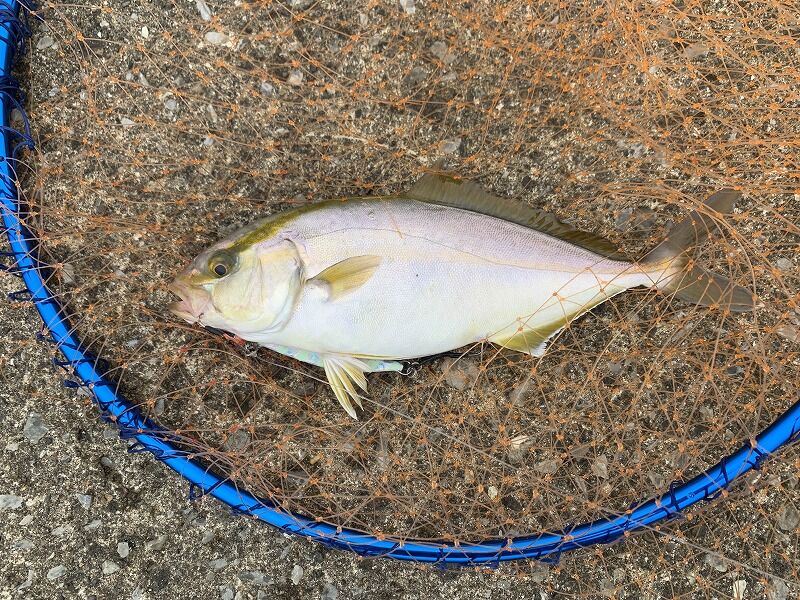 2 9 6 青物釣り 青森県むつ市 風まかせ By ホソヤン
