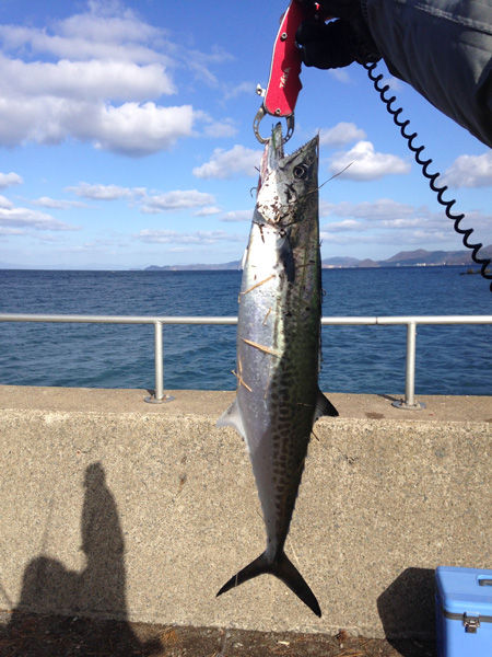 26 11 23 サワラ釣り 堤川河口 青森県青森市 風まかせ By ホソヤン