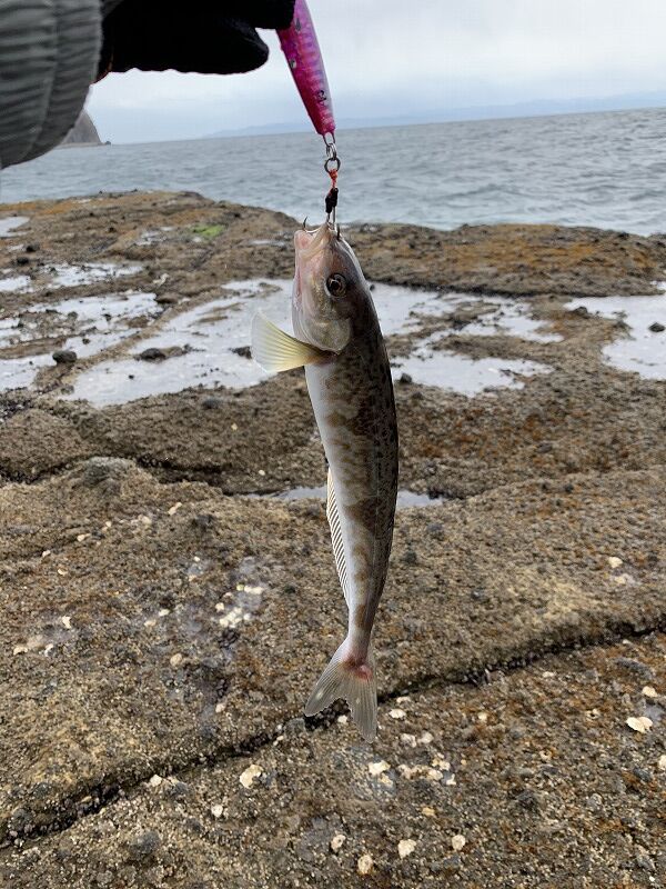 2 4 24 ホッケ釣り 青森県むつ市 風まかせ By ホソヤン