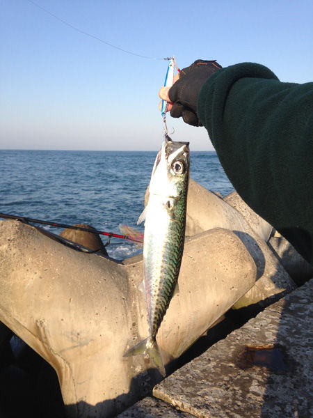 26 10 26 サバ釣り 三沢サーフ 青森県三沢市 風まかせ By ホソヤン