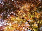 kourankei