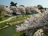 岡崎公園の桜