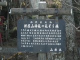 新屋山神社 社そう林