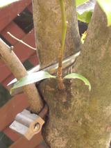 ����̨ �첰 �ɤΤ��餤��ǯ��ä��Τ��ʡ�