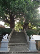 山王神社 被爆クスノキ
