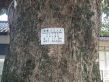 被爆クスノキ 左側