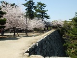 松阪城 高い石垣