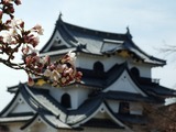 彦根城と桜