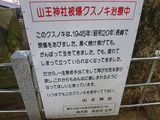 山王神社被爆クスノキ治療中の看板