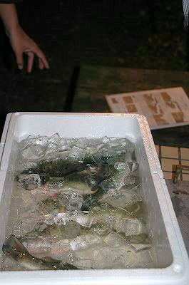 わくわく合宿体験記 バス ギル料理編 Hotブラックバス ブルーギル レシピ と よし紙漉き