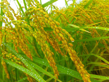 夏雨に　こうべも垂れる　稲穂かな