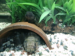 マハゼ ウロハゼ チチブ