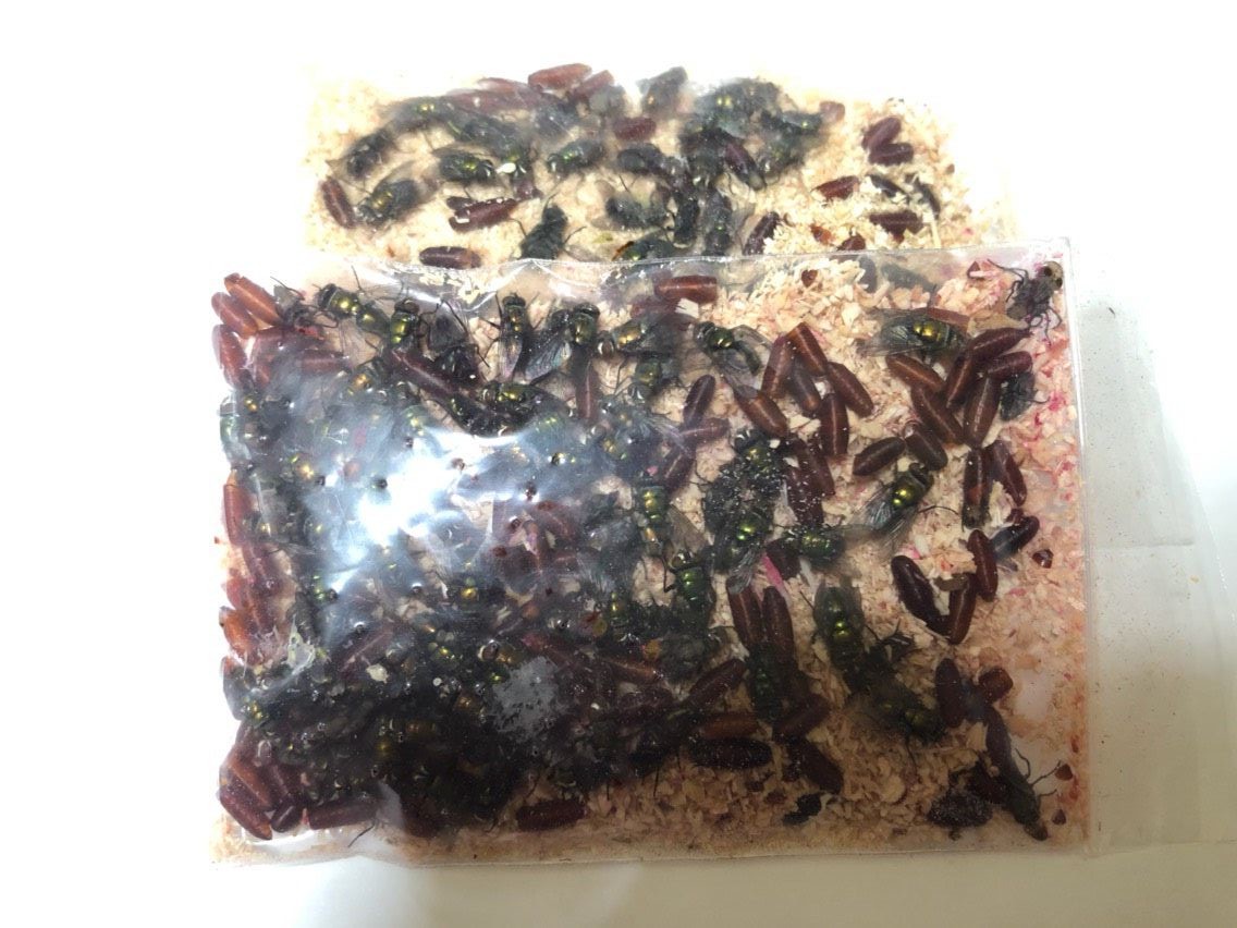 ワカサギあるある グロ注意 初めてだからこその沖釣り ワカサギあるある グロ注意 初めてだからこその沖釣り