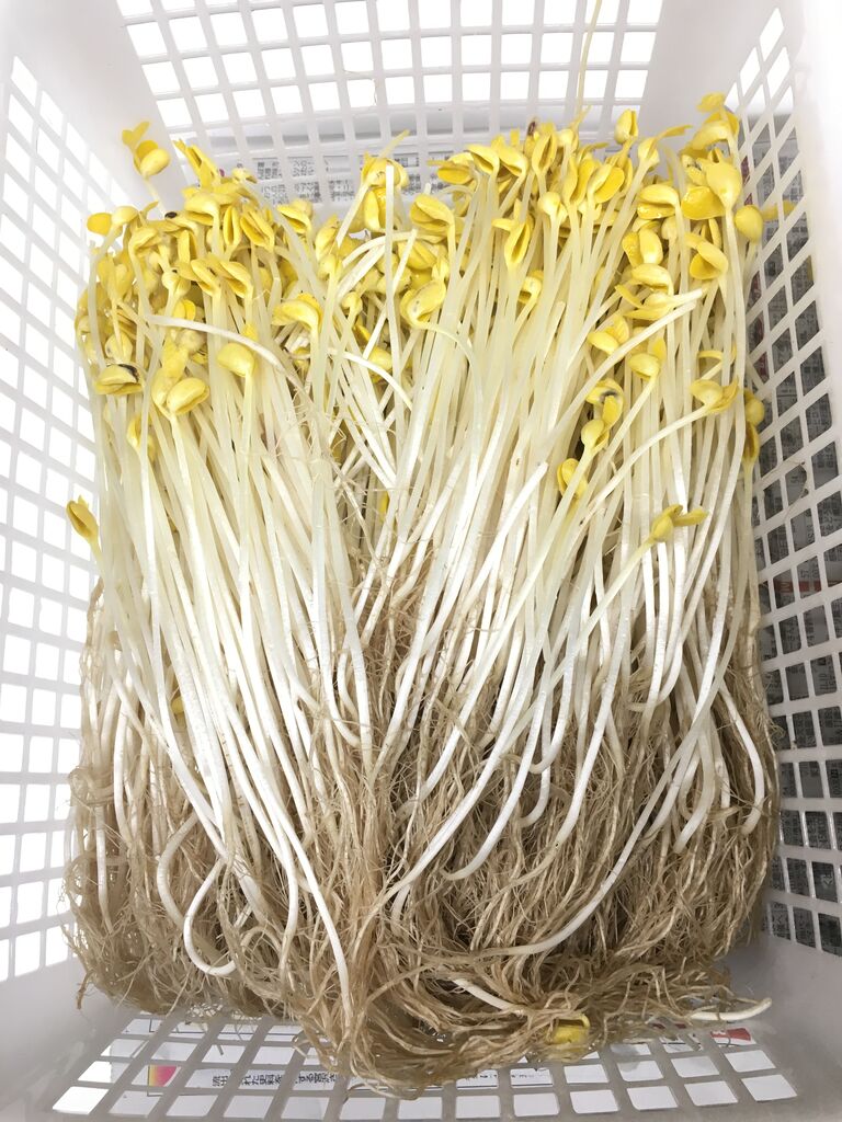 幻の野菜 温泉もやしです 安曇野穂高温泉郷のhotぶろぐ 幻の野菜 温泉もやしです 安曇野穂高温泉郷のhotぶろぐ