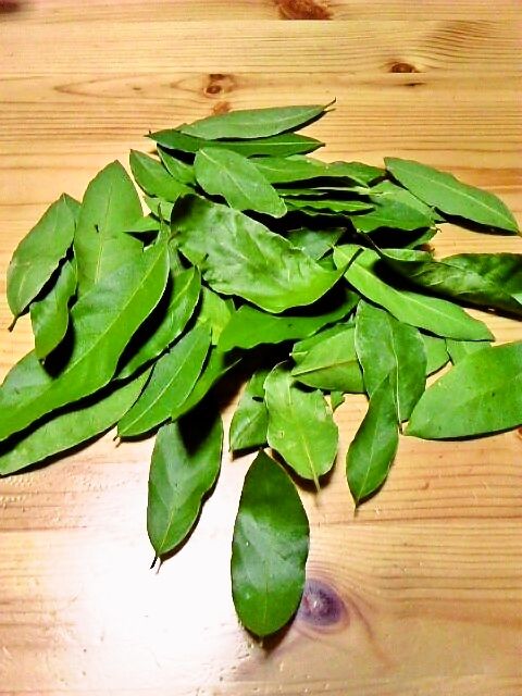 石けん屋baxの日常 月桂樹 ローリエ 収穫