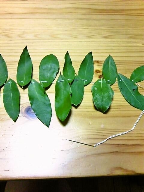 寮母baxの日常 月桂樹 ローリエ 収穫 寮母baxの日常 月桂樹 ローリエ 収穫