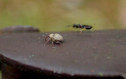 初めての小さいゾウムシ Crazy For Insect