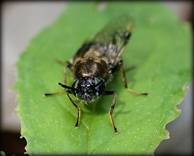 山で出会った初めてのアブ : crazy for insect