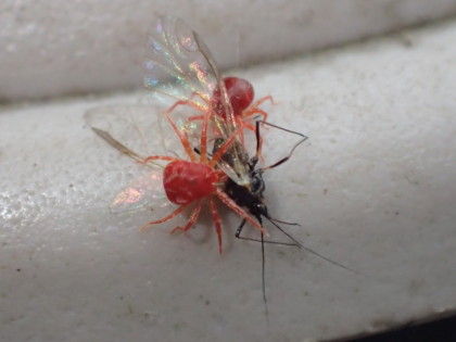 赤いダニの捕食 Crazy For Insect