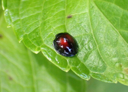 アカホシテントウ 野の虫