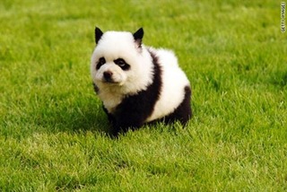 panda