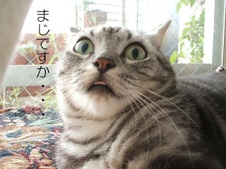 ネコ-驚きの画像