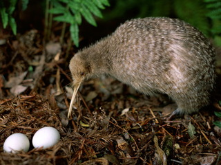 Animals-Birds-Kiwi-bird-031430-