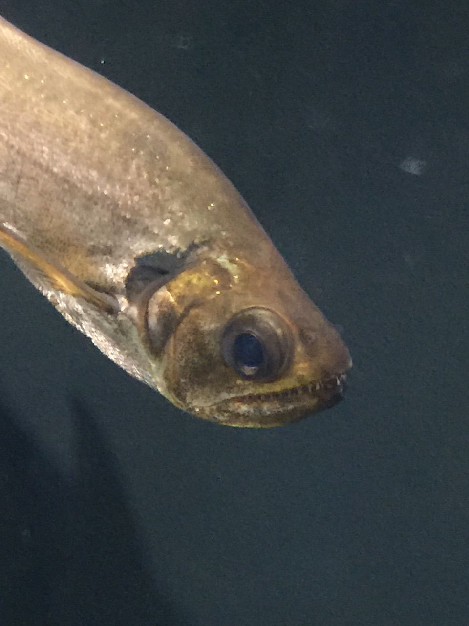 飼育魚詳細 ほそぼそアクア
