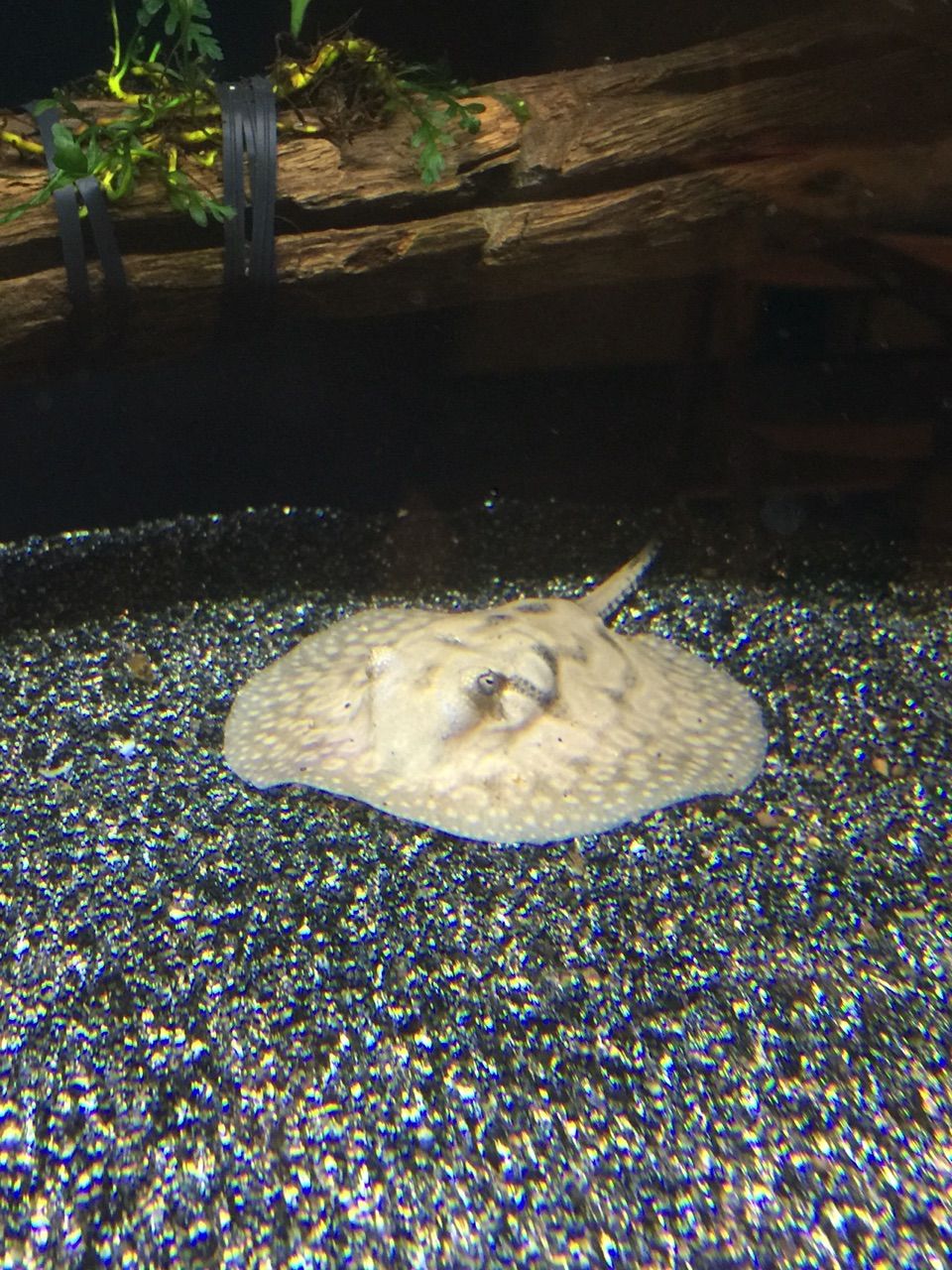 毒針注意 ほそぼそアクア