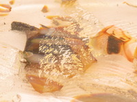 1-2.·î¤Î¤«¤±¤é³Ñ»®