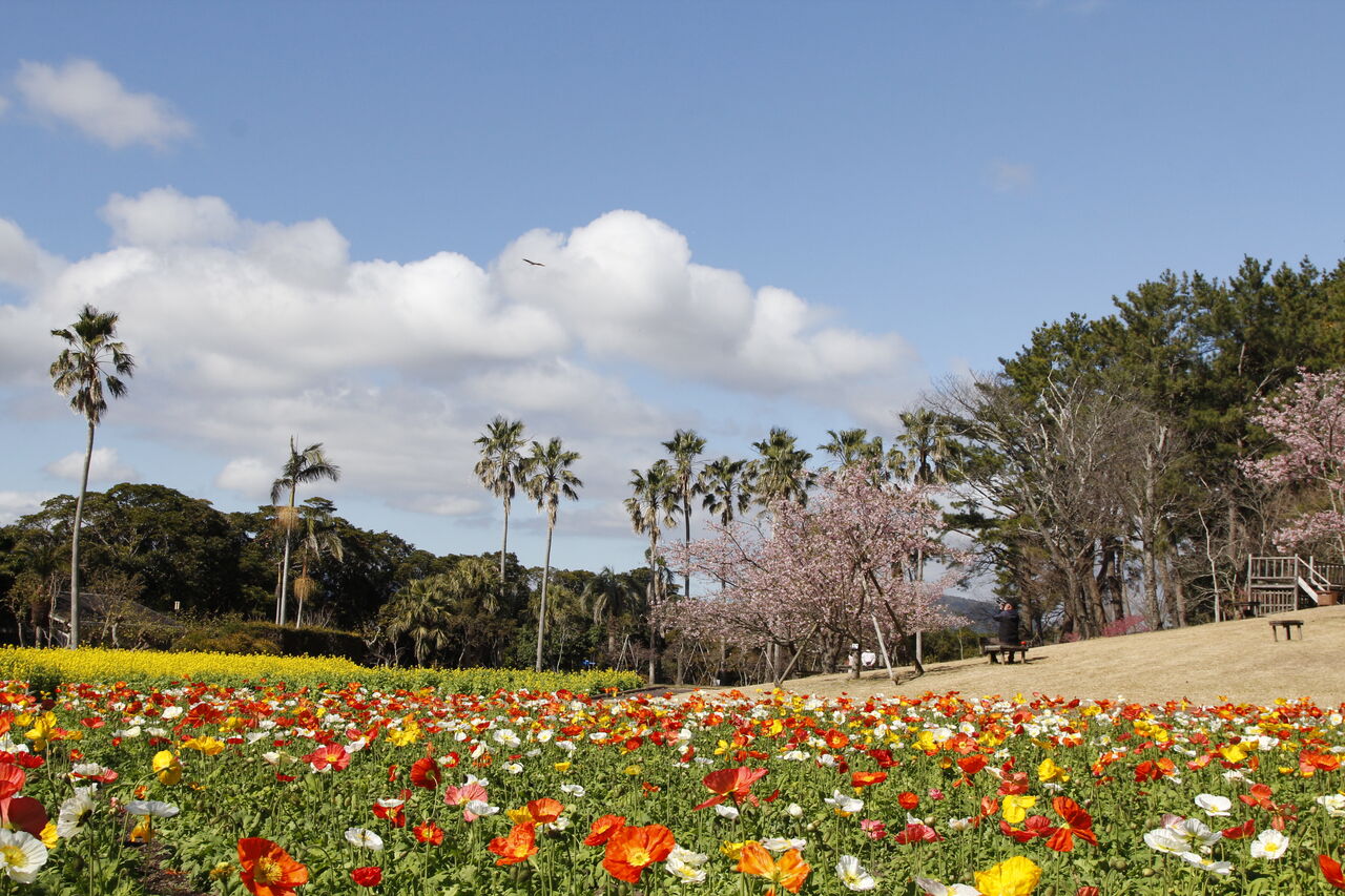 かごしまの花便り 3月 鹿児島発 ホッとマガジン