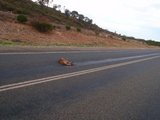 4、カンガルーの屍骸