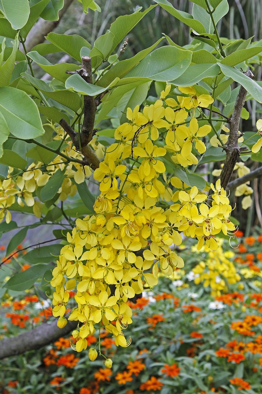 かごしまの花便り ７月 鹿児島発 ホッとマガジン