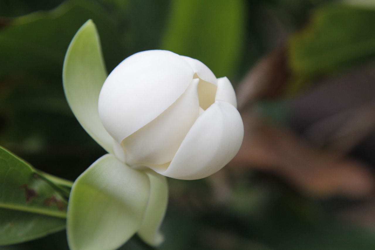 白玉木蓮　トキワレンゲ　植木 トキワレンゲ白玉木蓮植木