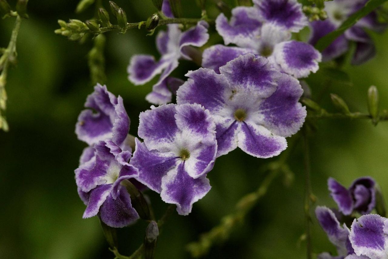 かごしまの花便り ９月 鹿児島発 ホッとマガジン