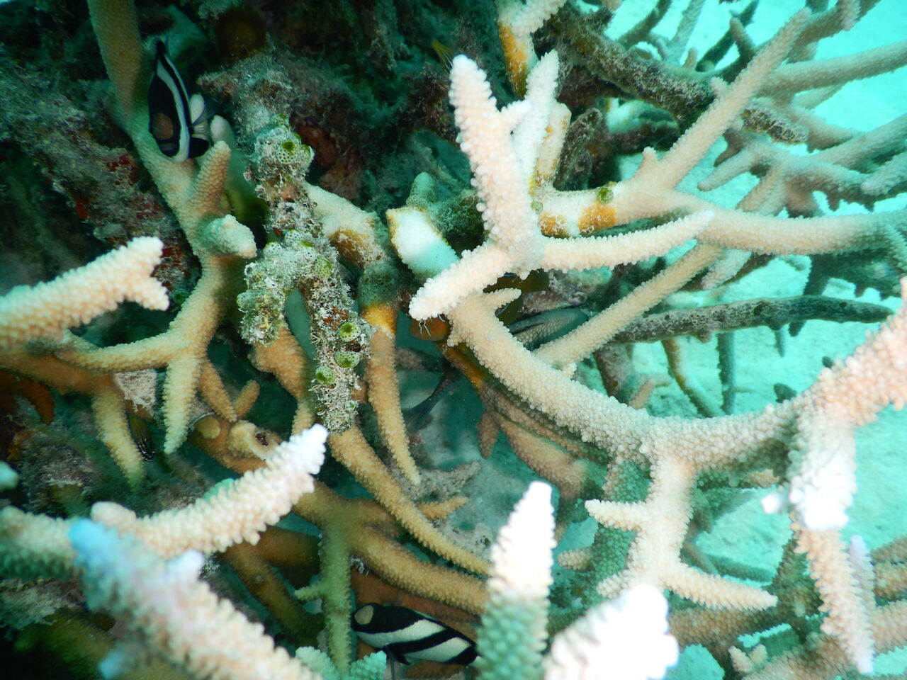 海水温が高過ぎて Dive Logs 西表島ダイビングベース ホットマングローブ 海水温が高過ぎて Dive Logs 西表島ダイビングベース ホットマングローブ