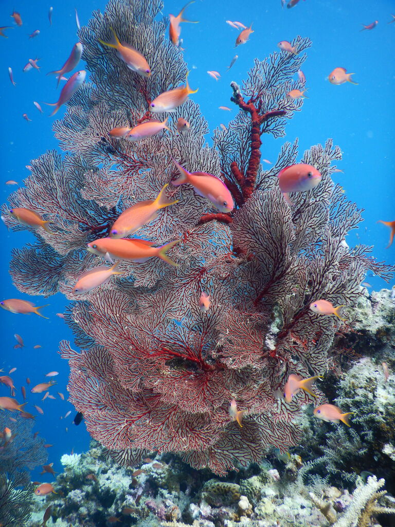 西表のサンゴ礁は本当に綺麗 Dive Logs 西表島ダイビングベース ホットマングローブ