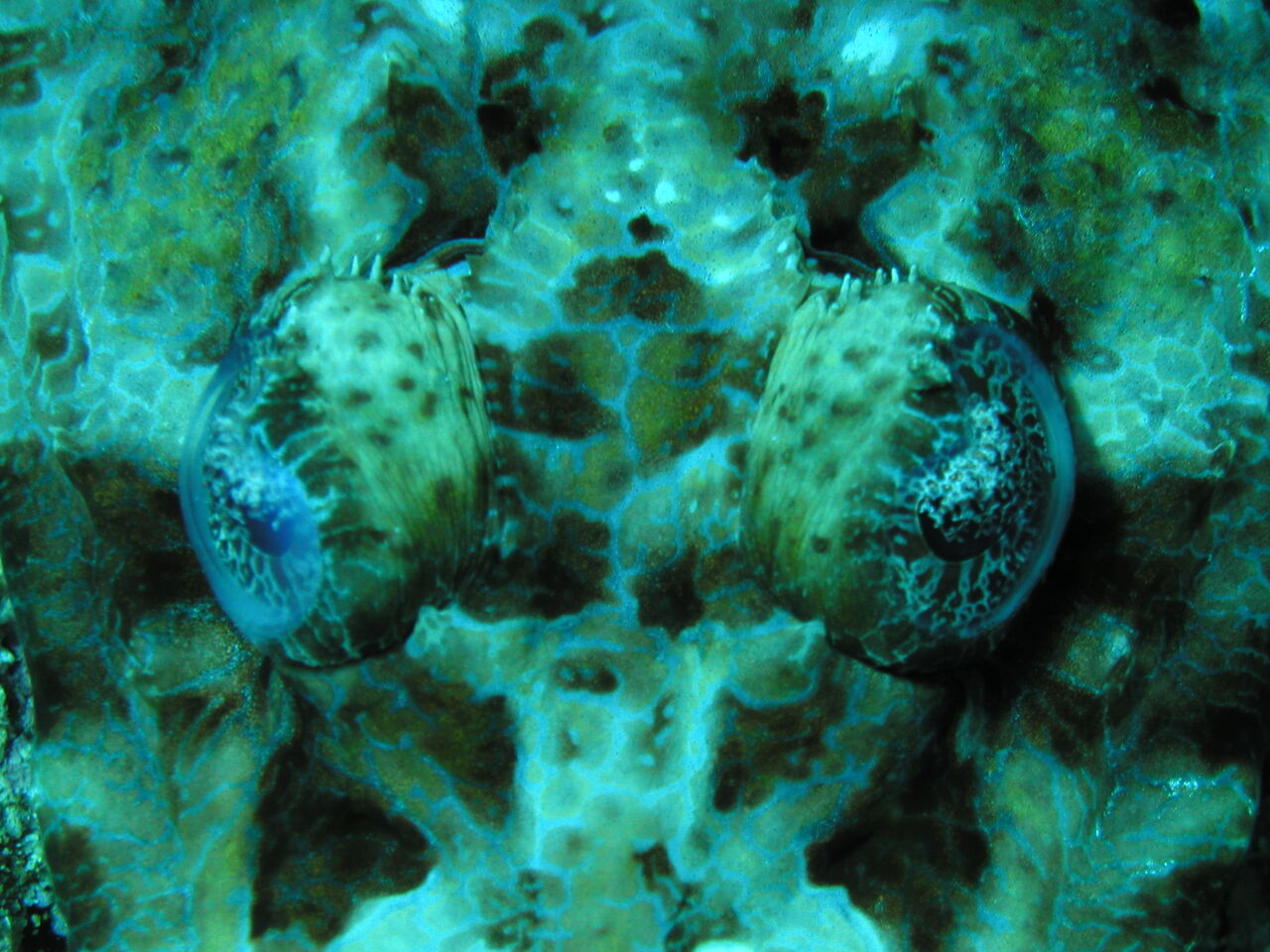 風強い 水中は暖かい Dive Logs 西表島ダイビングベース ホットマングローブ