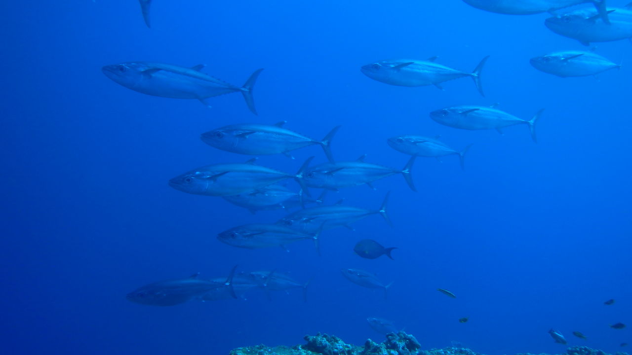 今シーズン最高のマグロ Dive Logs 西表島ダイビングベース ホットマングローブ 今シーズン最高のマグロ Dive Logs 西表島ダイビングベース ホットマングローブ