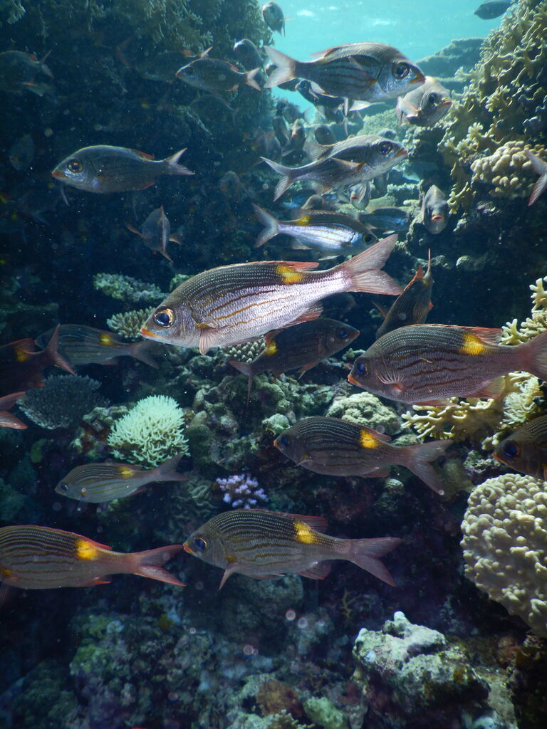 西表のサンゴ礁は本当に綺麗 Dive Logs 西表島ダイビングベース ホットマングローブ