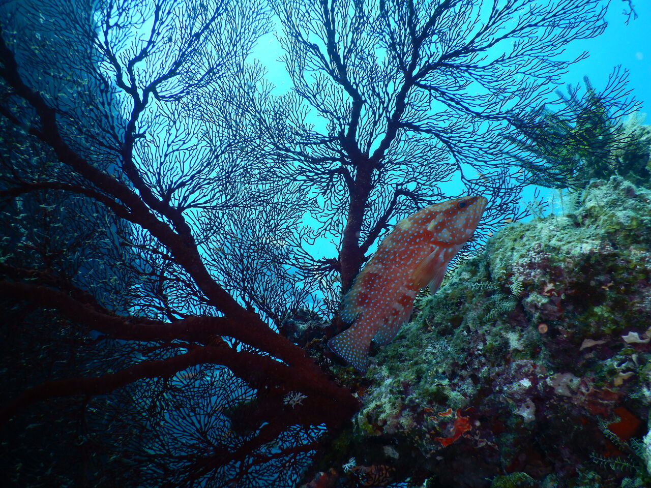 西表のサンゴ礁は本当に綺麗 Dive Logs 西表島ダイビングベース ホットマングローブ
