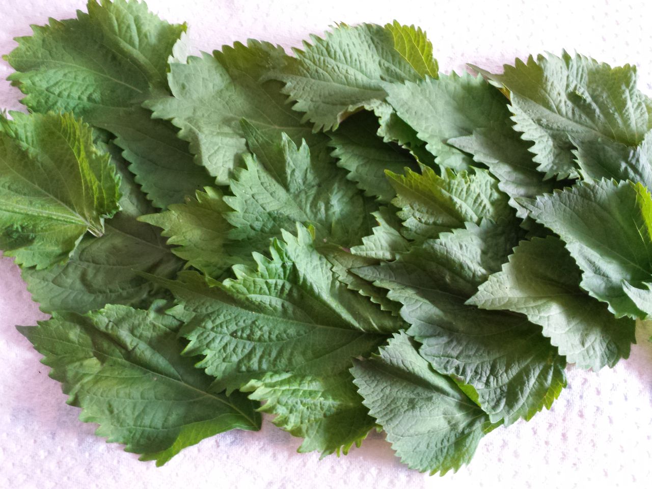 夏ばて防止に 大葉 ペパーミントパワー 編 ドイツでホッと一息