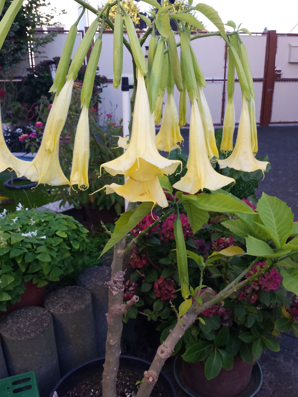 綺麗な花には毒 がある エンジェルストランペット ドイツでホッと一息