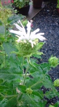 庭の花ﾃﾏﾘﾃﾏﾘ ﾓﾅﾙﾀﾞ 日々淡々 殆ど猫と花