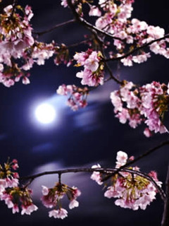 夜桜を見ながらのお花見