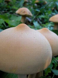 ���äѤ��νŤ�